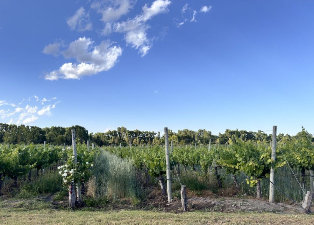 View of the Vineyard from the Galleria