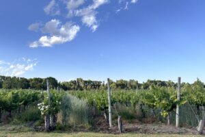 View of the Vineyard from the Galleria