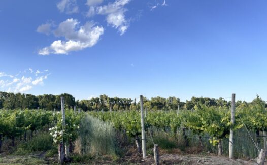 View of the Vineyard from the Galleria