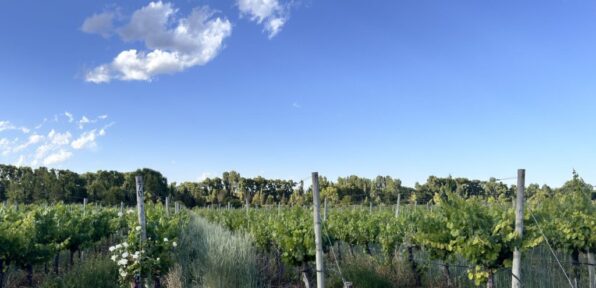 View of the Vineyard from the Galleria