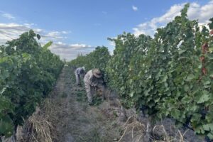 tendingthe vines2000