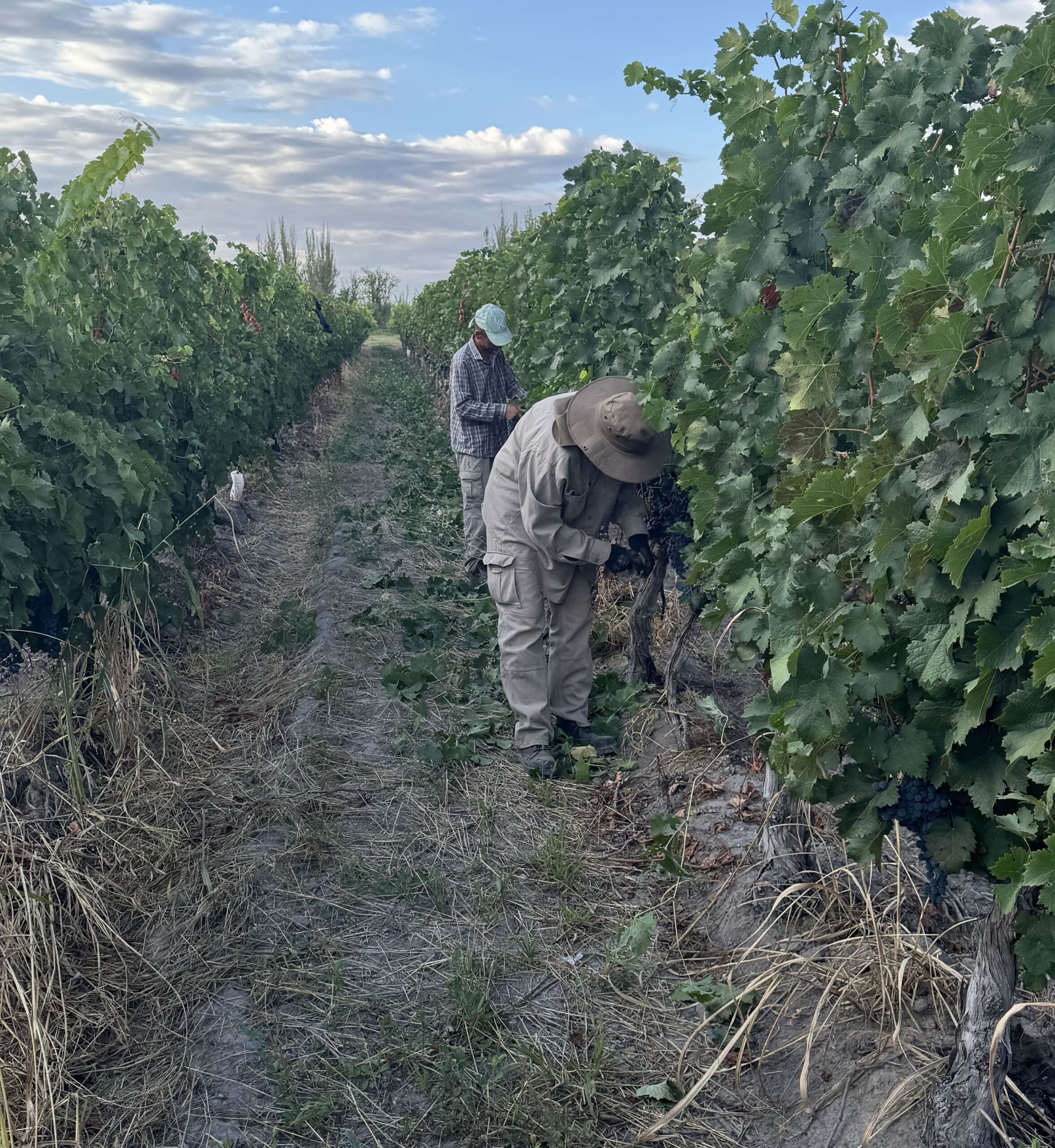 Prunnig at Sun Sunrise