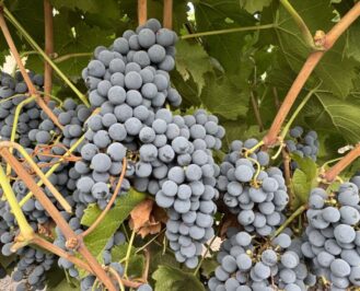 Estate Grapes