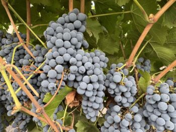 Esate Grapes