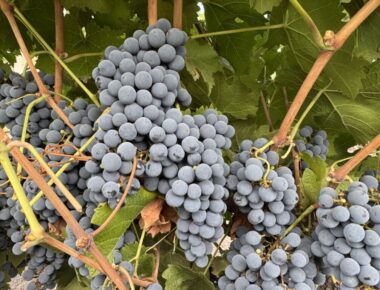 Estate Grapes
