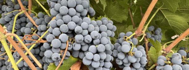 Estate Grapes