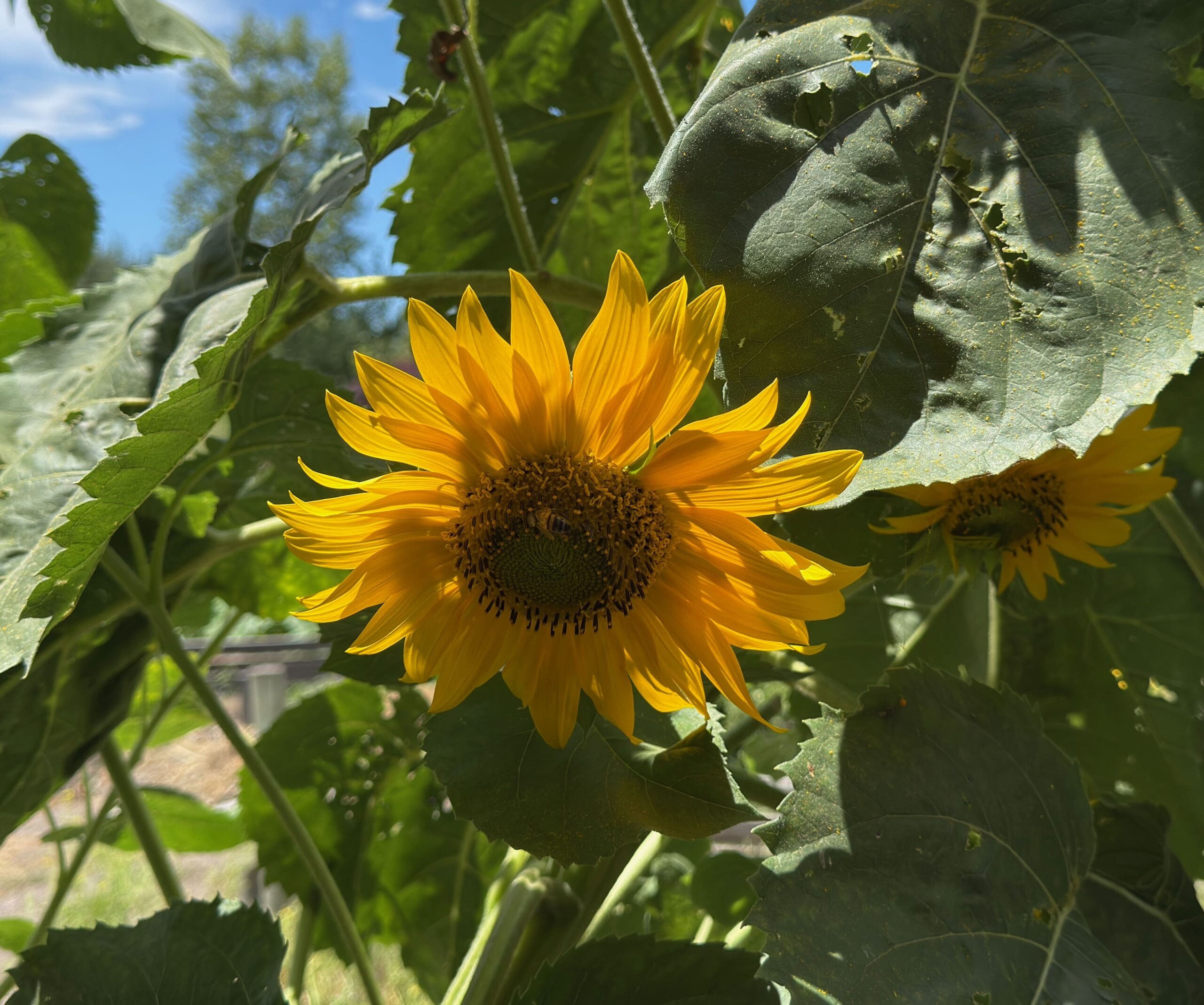 Sunflower in the Garden