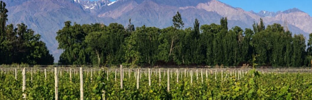 epitome_vineyard_under_2mb